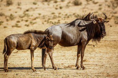 Blue wildebeest female and calf in Kgalagadi transfrontier park, South Africa ; Specie Connochaetes taurinus family of Bovidae clipart