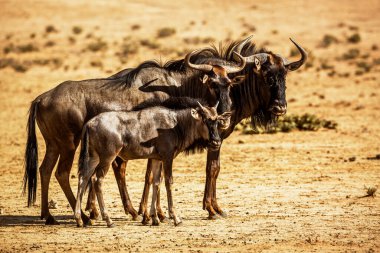 Blue wildebeest family, couple and calf in Kgalagadi transfrontier park, South Africa ; Specie Connochaetes taurinus family of Bovidae