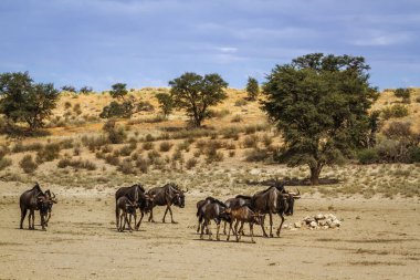 Small group of Blue wildebeest walking in dry land in Kgalagadi transfrontier park, South Africa ; Specie Connochaetes taurinus family of Bovidae