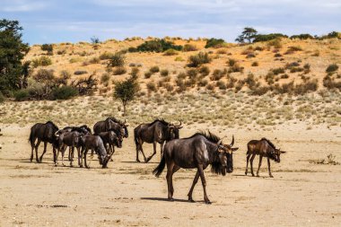 Small group of Blue wildebeest walking in dry land in Kgalagadi transfrontier park, South Africa ; Specie Connochaetes taurinus family of Bovidae