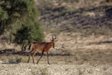Hartebeest walking in green savannah in Kgalagadi transfrontier park, South Africa; specie Alcelaphus buselaphus family of Bovidae