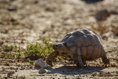Leopard tortoise wlaking in dry land in Kgalagadi transfrontier park, South Africa ; Specie Stigmochelys pardalis family of Testudinidae