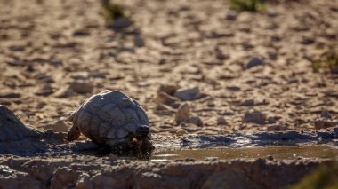 Leopard tortoise drinking in waterhole in Kgalagadi transfrontier park, South Africa ; Specie Stigmochelys pardalis family of Testudinidae