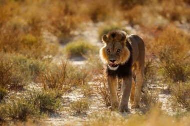 African lion black mane male walking front view at dawn in Kgalagadi transfrontier park, South Africa; Specie panthera leo family of felidae