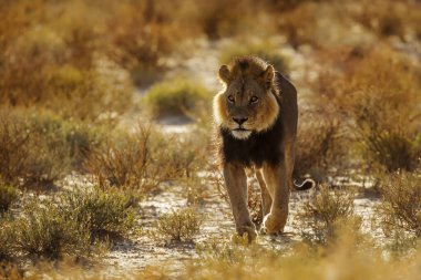 African lion black mane male walking front view at dawn in Kgalagadi transfrontier park, South Africa; Specie panthera leo family of felidae