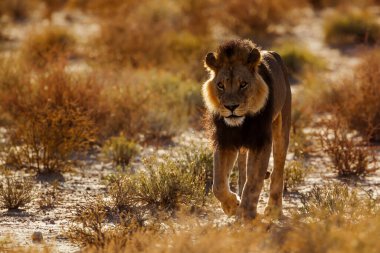 African lion black mane male walking front view at dawn in Kgalagadi transfrontier park, South Africa; Specie panthera leo family of felidae