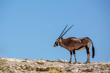 South African Oryx on top of dune isolated in blue sky in Kgalagadi transfrontier park, South Africa; specie Oryx gazella family of Bovidae