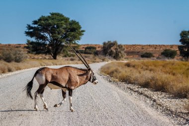 Güney Afrika antilobu Güney Afrika 'daki Kgalagadi sınır ötesi parkında safari çakıl yolundan geçiyor Bovidae ailesinden Specie Oryx gazella.