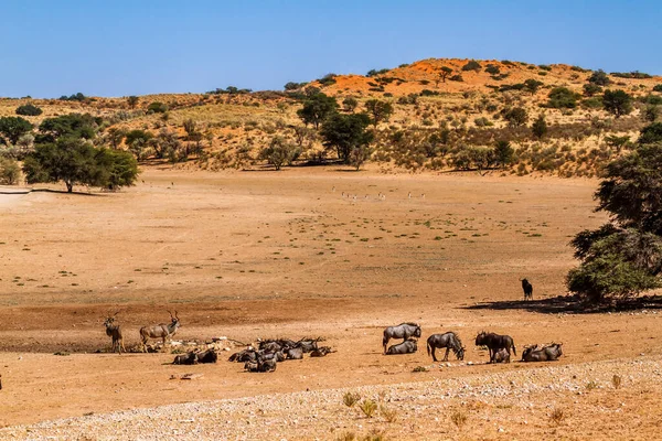 Greater Kudu Blue Wildebeest Springbok Desert Scenery Kgalagadi Transfrontier Park — Stock fotografie