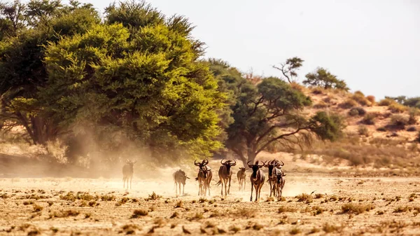 Small Group Blue Wildebeest Running Front View Kgalagadi Transfrontier Park — стокове фото