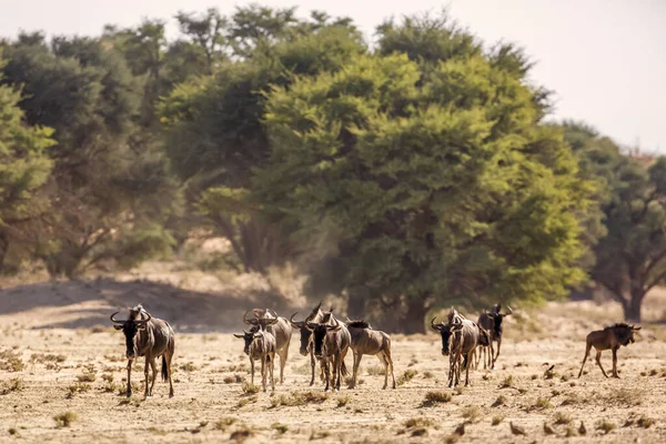 Small Group Blue Wildebeest Walking Front View Kgalagadi Transfrontier Park — Foto de Stock