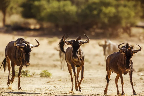 Three Blue Wildebeest Running Front View Kgalagadi Transfrontier Park South — Fotografia de Stock