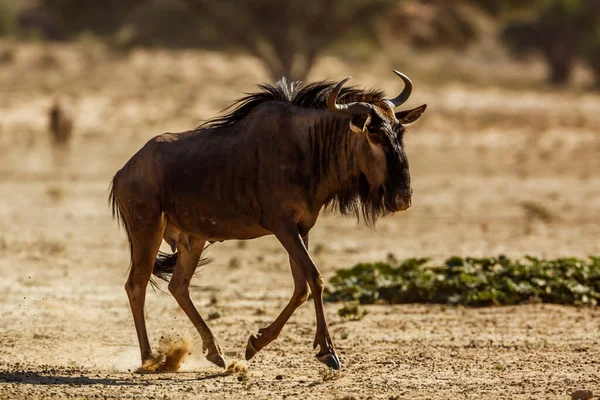 Blue Wildebeest Running Dry Land Kgalagadi Transfrontier Park South Africa — Fotografia de Stock