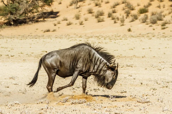 Blue Wildebeest Scratching Sand Dry Land Kgalagadi Transfrontier Park South — Zdjęcie stockowe