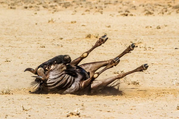 Blue Wildebeest Rolling Sand Kgalagadi Transfrontier Park South Africa Specie — Stockfoto