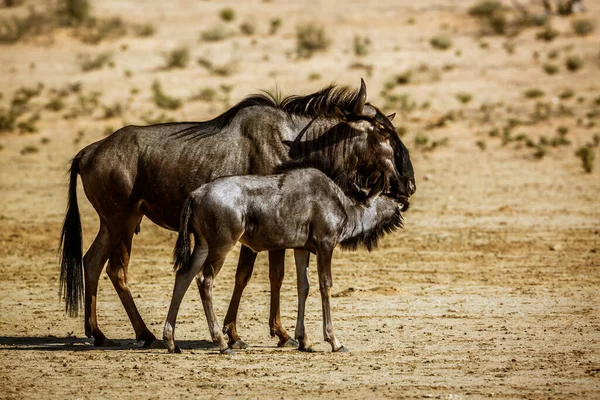 Blue Wildebeest Female Calf Kgalagadi Transfrontier Park South Africa Specie — Foto Stock