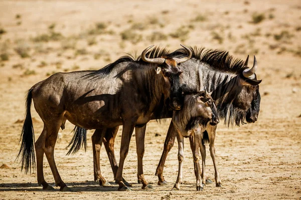 Blue Wildebeest Family Couple Calf Kgalagadi Transfrontier Park South Africa — Fotografia de Stock