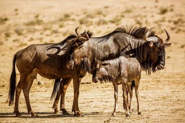 Blue wildebeest family, couple and calf in Kgalagadi transfrontier park, South Africa ; Specie Connochaetes taurinus family of Bovidae