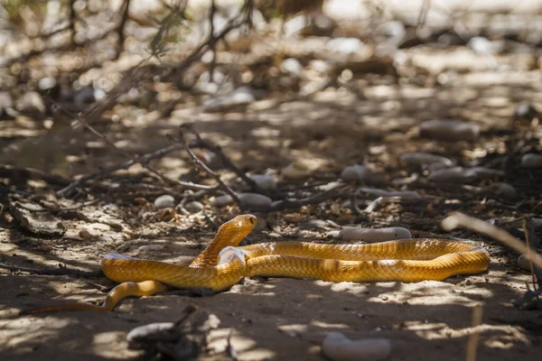 Cape Cobra Που Κινείται Αμμώδη Εδάφη Kgalagadi Διασυνοριακό Πάρκο Νότια — Φωτογραφία Αρχείου