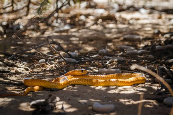 ケープコブラは南アフリカのKgalagadi国境公園の砂の地面に移動します — ストック写真