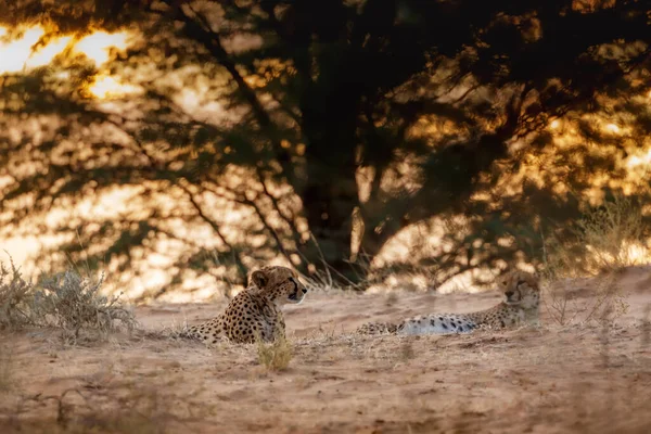 Cheetah Couple Lying Sunset Kgalagadi Transfrontier Park South Africa Specie — Stock Fotó