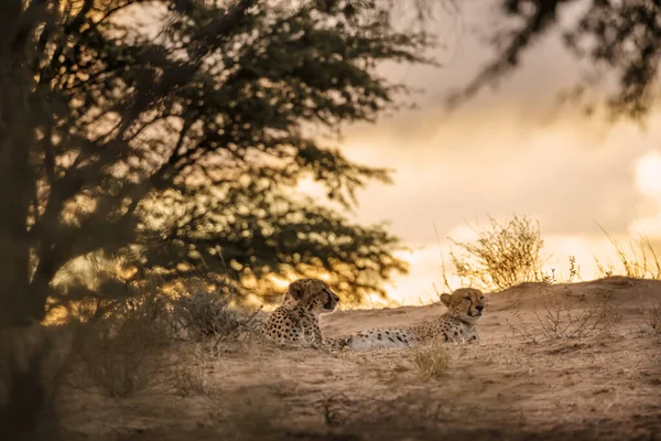 Cheetah Couple Lying Sunset Kgalagadi Transfrontier Park South Africa Specie — стоковое фото