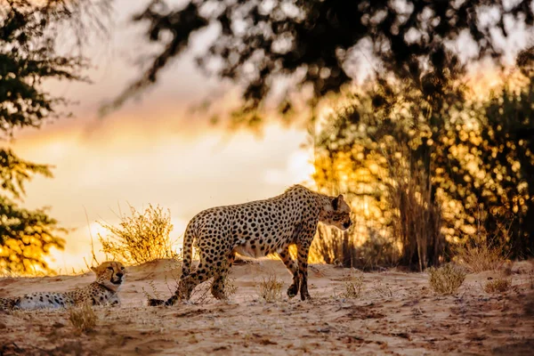 Cheetah Walking Sunset Kgalagadi Transfrontier Park South Africa Specie Acinonyx — Foto Stock