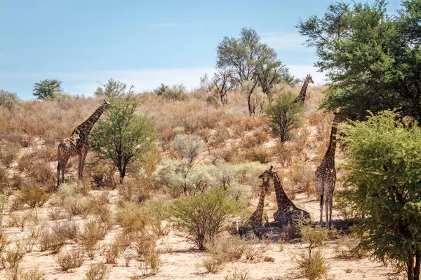 Five Giraffes Scruland Kgalagadi Transfrontier Park South Africa Specie Giraffa — Photo