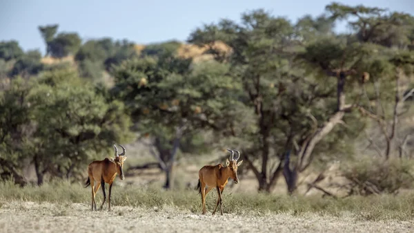 Two Hartebeest Walking Green Savannah Kgalagadi Transfrontier Park South Africa — 스톡 사진