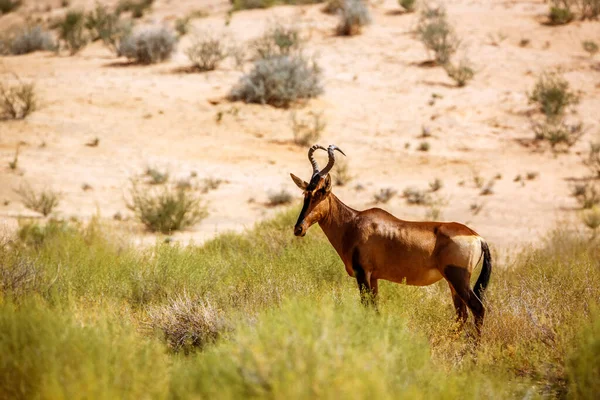 Hartebeest Standing Middle Grass Kgalagadi Transfrontier Park South Africa Specie — Stockfoto