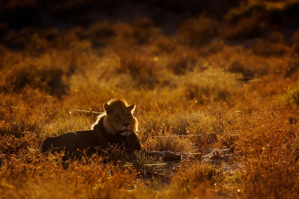 León Africano Parque Transfronterizo Kgalagadi Sudáfrica Especie Panthera Leo Familia — Foto de Stock