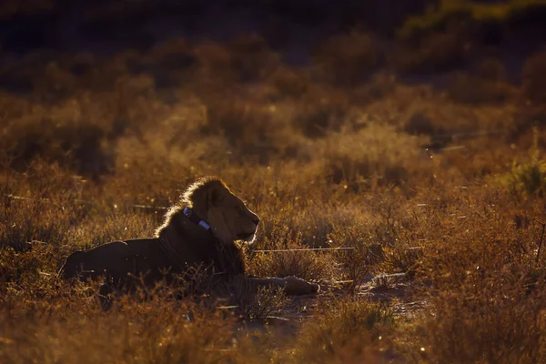 African Lion Radio Collar Sunrise Kgalagadi Transfrontier Park South Africa — Foto de Stock