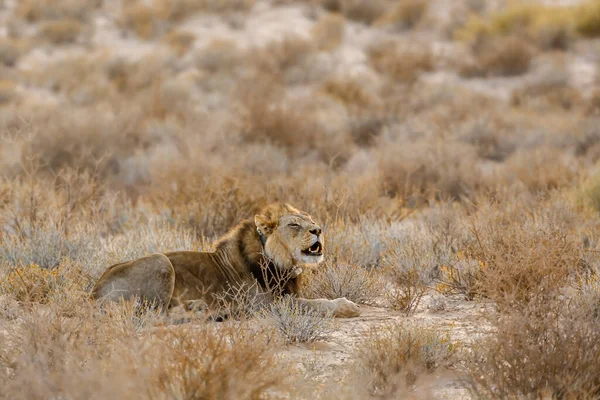 African Lion Tracking Collar Roaring Morning Kgalagadi Transfrontier Park South — Φωτογραφία Αρχείου
