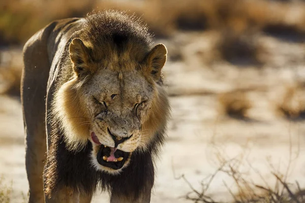 African Lion Portrait Kgalagadi Transfrontier Park South Africa Specie Panthera — Zdjęcie stockowe