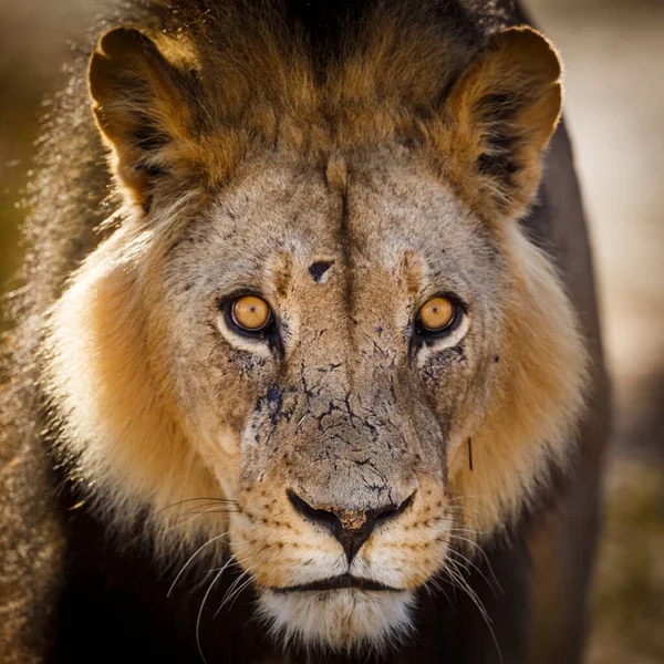 African Lion Portrait Kgalagadi Transfrontier Park South Africa Specie Panthera — Stock fotografie