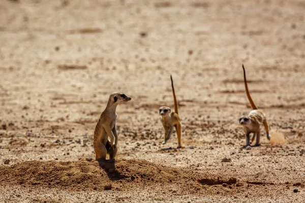 Meerkat Famlily Den Desert Area Kgalagadi Transfrontier Park South Africa — Stockfoto