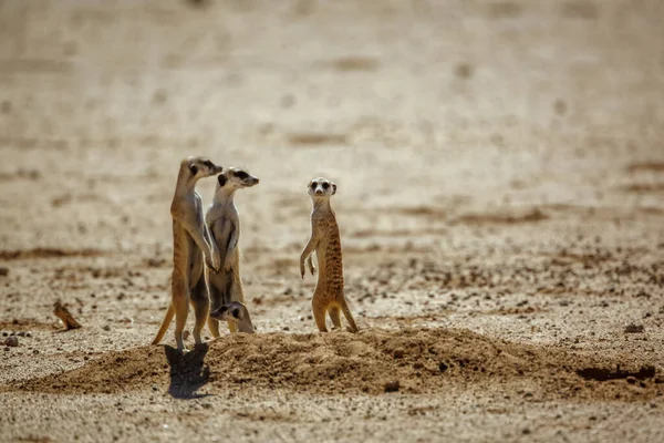 Meerkat Famlily Den Desert Area Kgalagadi Transfrontier Park South Africa — Stockfoto