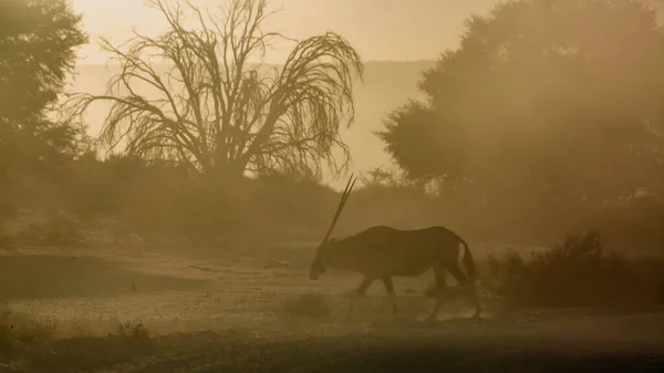 South African Oryx Walking Dusty Twilight Kgalagadi Transfrontier Park South — стокове фото