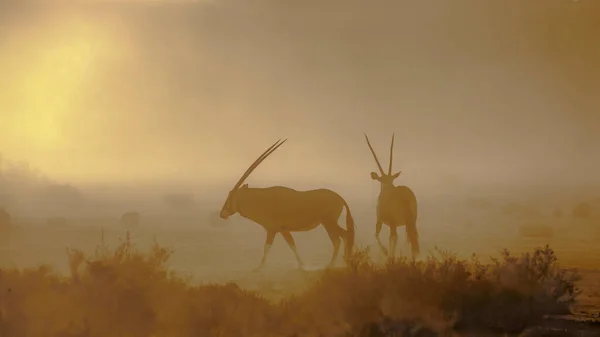 South African Oryx Walking Dusty Twilight Kgalagadi Transfrontier Park South — Foto Stock