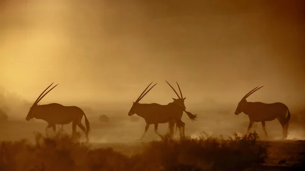 South African Oryx Walking Dusty Twilight Kgalagadi Transfrontier Park South — Zdjęcie stockowe