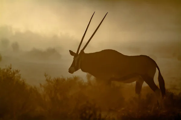 South African Oryx Walking Dusty Twilight Kgalagadi Transfrontier Park South — Stock Fotó