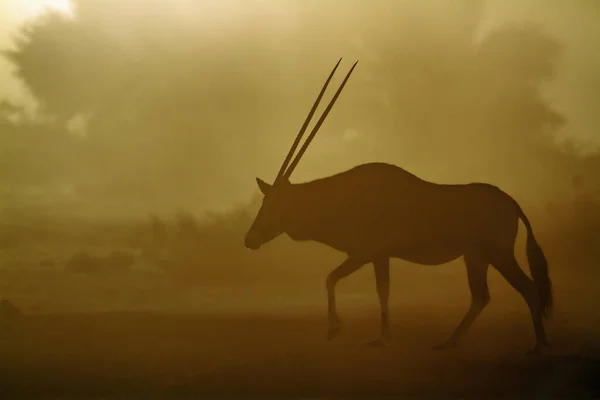 South African Oryx Walking Dusty Twilight Kgalagadi Transfrontier Park South — Stock Fotó