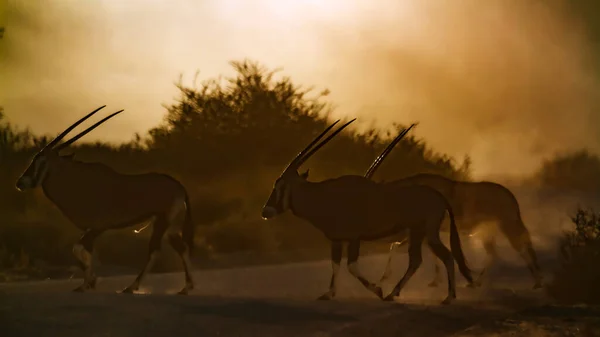 Three South African Oryx Walking Dusty Twilight Kgalagadi Transfrontier Park — Stock Fotó