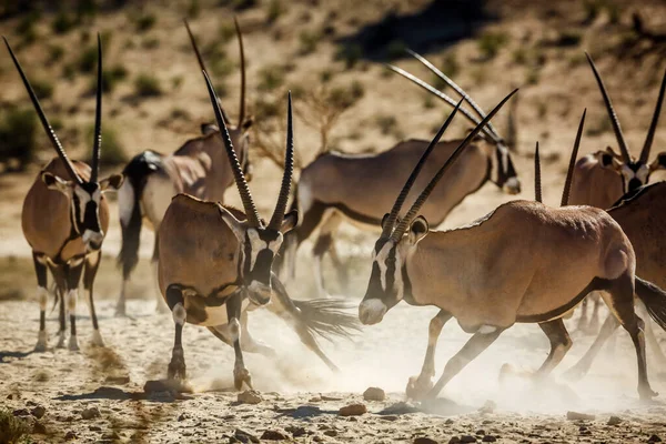 South African Oryx Small Group Moving Dusty Dry Land Kgalagadi — Stock Fotó