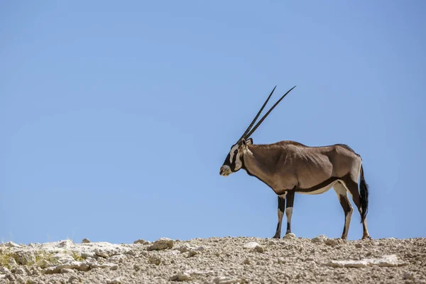 South African Oryx Top Dune Isolated Blue Sky Kgalagadi Transfrontier — Fotografia de Stock