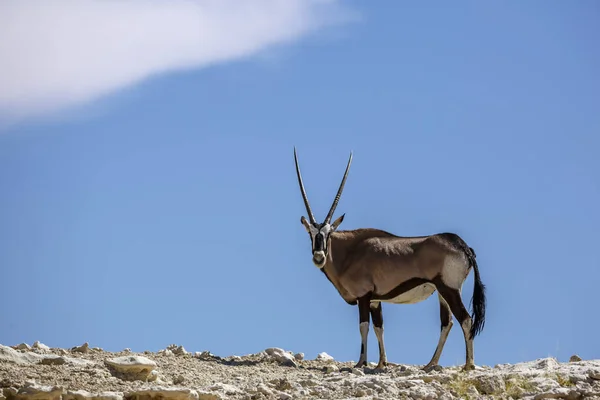 Oryx Sudafricano Parte Superior Una Duna Aislada Cielo Azul Parque —  Fotos de Stock