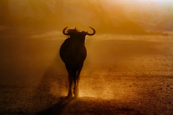 Blauwe Gnoes Achteraanzicht Voor Zonsondergang Kgalagadi Grensoverschrijdend Park Zuid Afrika — Stockfoto