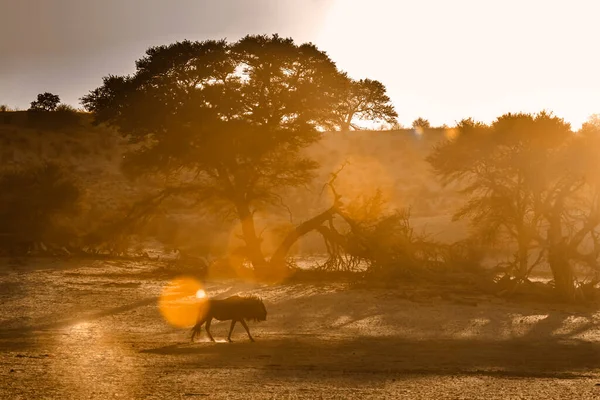Blue Wildebeest Гуляють Суходолом Заході Сонця Транскордонному Парку Кгалагаді Південна — стокове фото