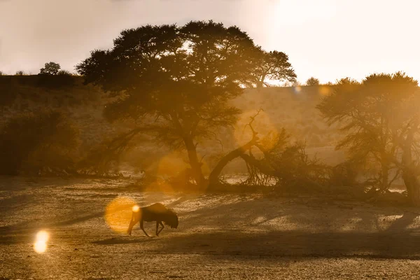 Blue Wildebeest Гуляють Суходолом Заході Сонця Транскордонному Парку Кгалагаді Південна — стокове фото