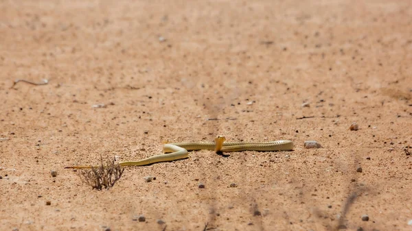 Cape Cobra Moving Ground Desert Land Kgalagadi Transfrontier Park South — Stock Photo, Image